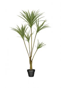 ARVORE DRACENA MARGINATA (AMARELO VERDE) 1,2M 00202002 ...